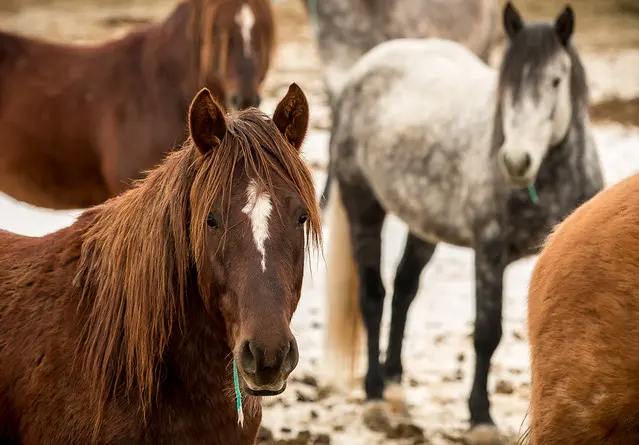 Wild Horse Corral Facility - Хайнс, Орегон