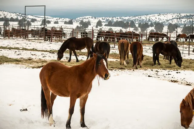 Wild Horse Corral Facility - Хайнс, Орегон