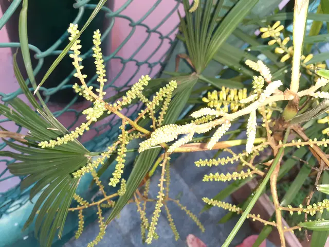 HK 上環 Sheung Wan 卜公花園 Blake Garden plants green 掌狀葉 palm leaves February 2020 SS2 03
