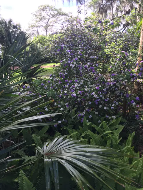 Растения Bok Tower Gardens