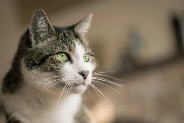 Домашний кот