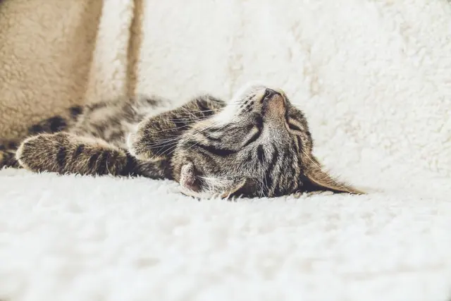 Кошка спит