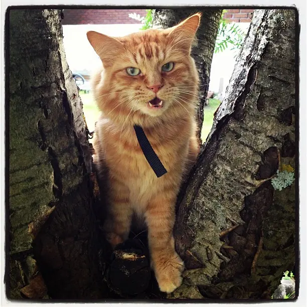 Даже не пытайся забрать меня с этого дерева! #cat #neko #gato #animal #pet #iphone4s #iphoneonly #nofilter