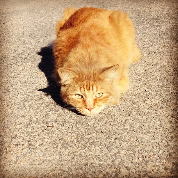 Охота. #cat #neko #animal #pet #sibiriancat #red #iphoneonly #iphone4s #hefe