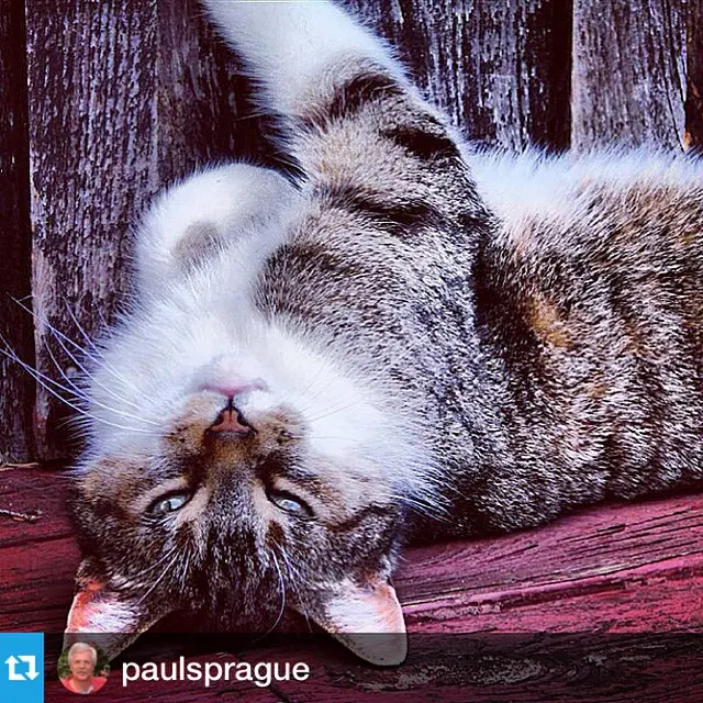 #Repost from @paulsprague #Cat #cats animals #animal #pet #TagsForLikes #photooftheday #cute #pets #instagood #animales #cute #love #nature 