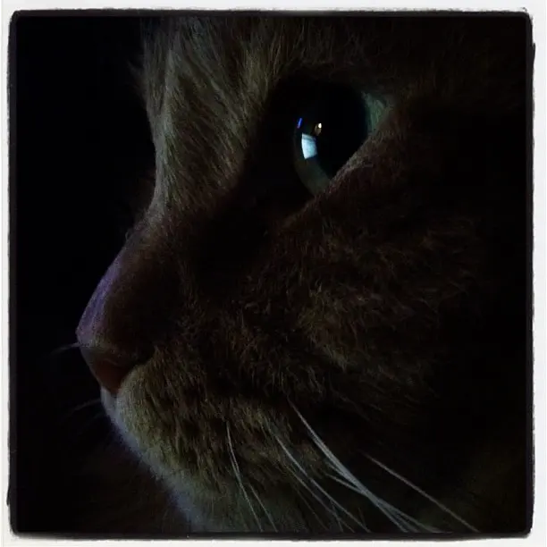 Emilian i djup koncentration när #mel2012 är på tv. #cat #neko #siberiancat #eye #animal #pet #instapet #lomofi #iphone4s #iphoneonly