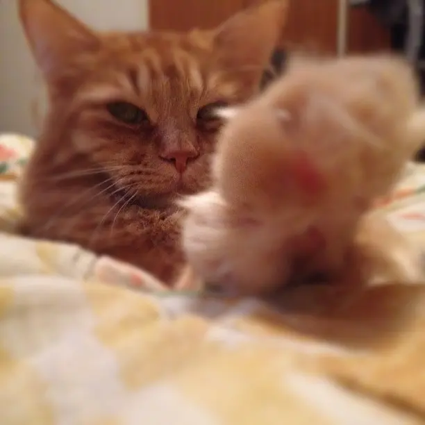 Mjau! #cat #animal #pet #petstagram #neko #nofilter #iphone4s #iphoneonly