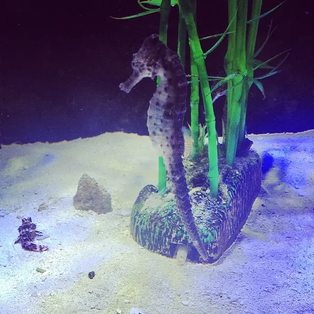 Caballito de mar #acuario #hipocampo #hippocampus #sea #water #animales #pets #mascotas