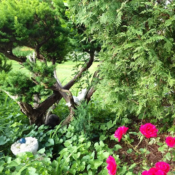 Big Bonsai Tree & Rock Garden. #cute #animals #pets #LOVEIT! #Shoutout #PickoftheDay #Insta_pick @withtony_ @lovelylauramorgan @21543170388 