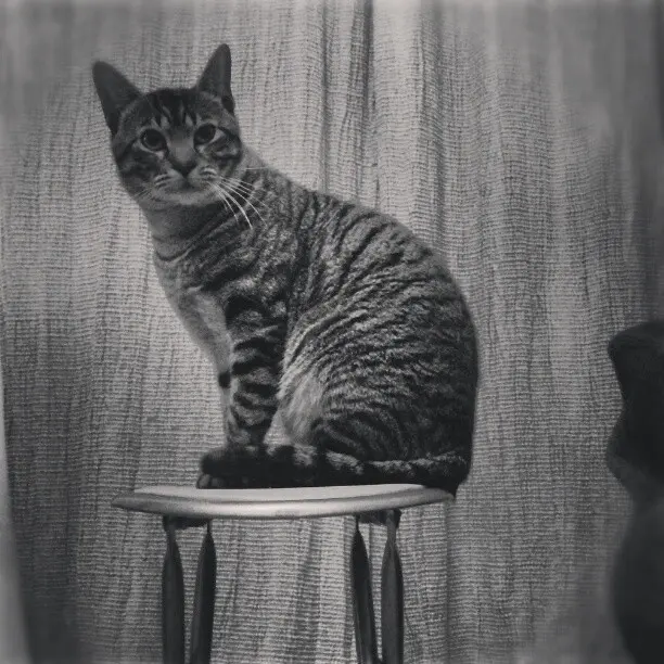 Talking to me? #cat #catsofinstagram #beautiful #animal #pets #nature #gatos #blackandwhite #brancoenegro #instagramers #igersgalicia #photo