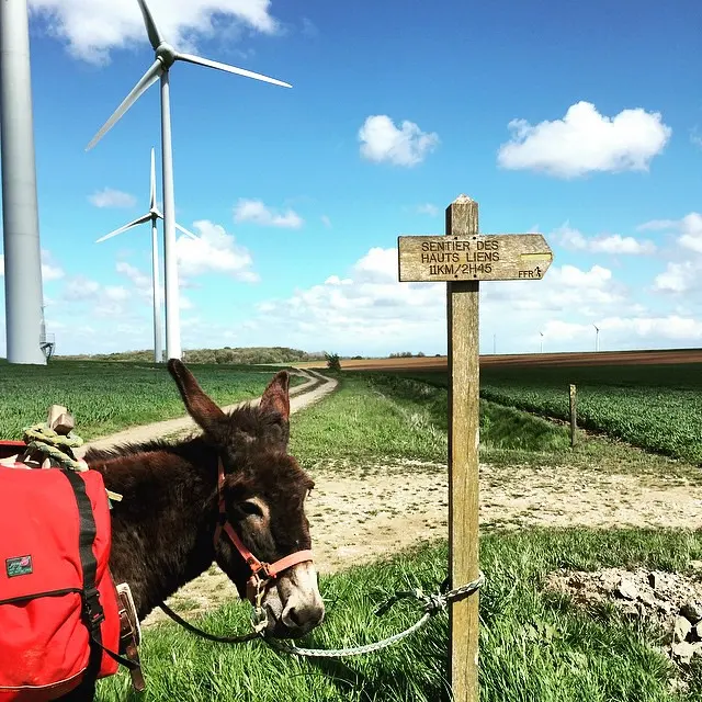 cladelcroix: Randonnée sur le sentier des Hauts Liens avec Quassine #ane #donkey #randonnee #walk #walking #animal #animals #pet #cute #pets