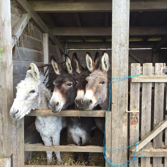 cladelcroix: 4 ânes pour 1 ânerie #nofilter #happy #ane #donkey #animal #animals #pet #cute #pets #animales #nature #animallovers #pets_of_i