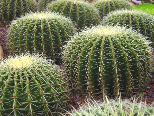 Сингапурский ботанический сад Cactus Garden 2