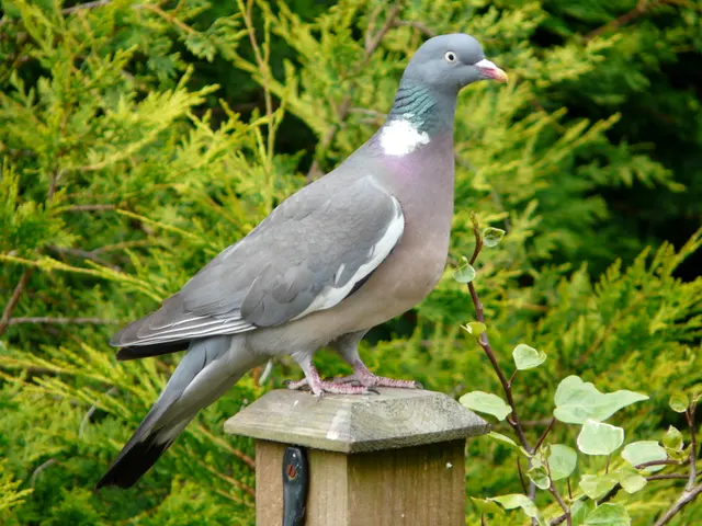 Columba palumbus - садовый пост-8