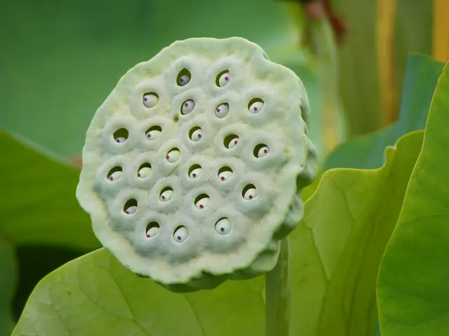 Плоды Nelumbo Nucifera - ботанический сад Аделаиды
