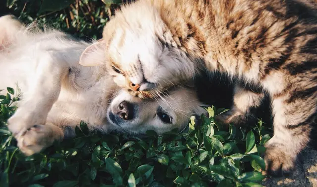Собачья кошка
