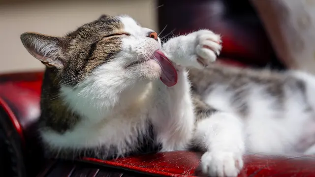 Уход за кошками
