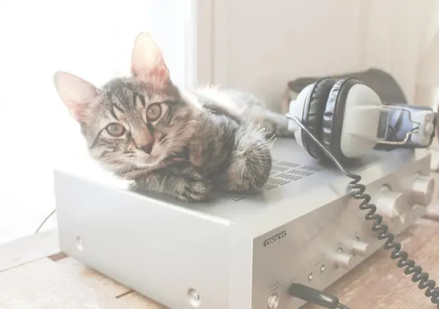 Кошачий усилитель
