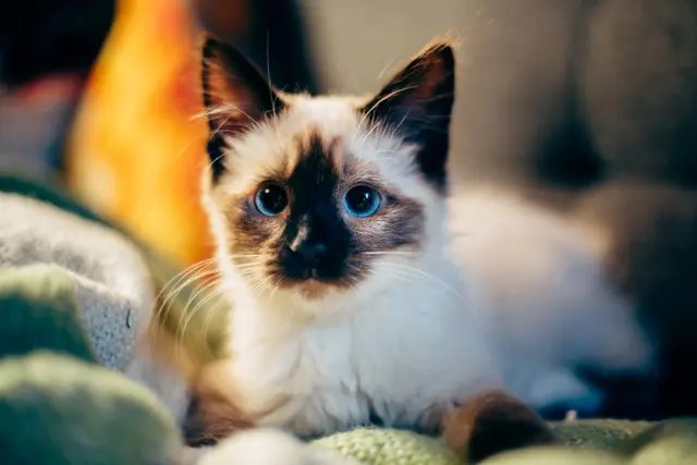 Кошачий кот
