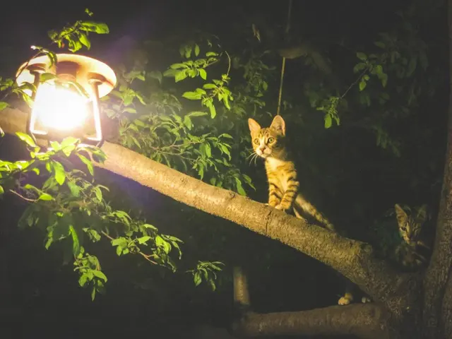 Кошки животные