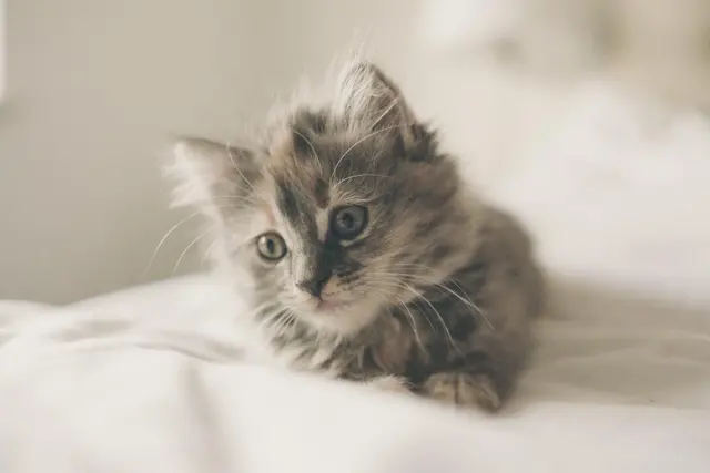 Животные кошки