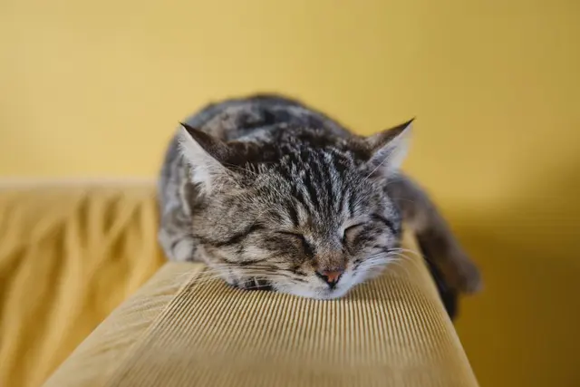 Симпатичная кошка