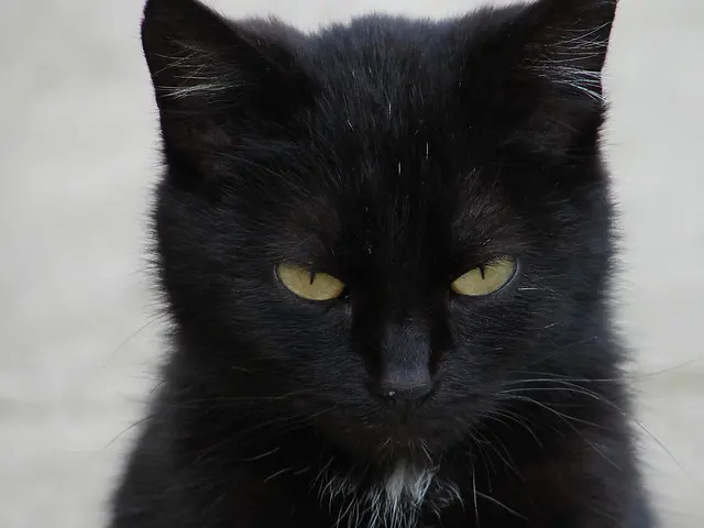 кошка