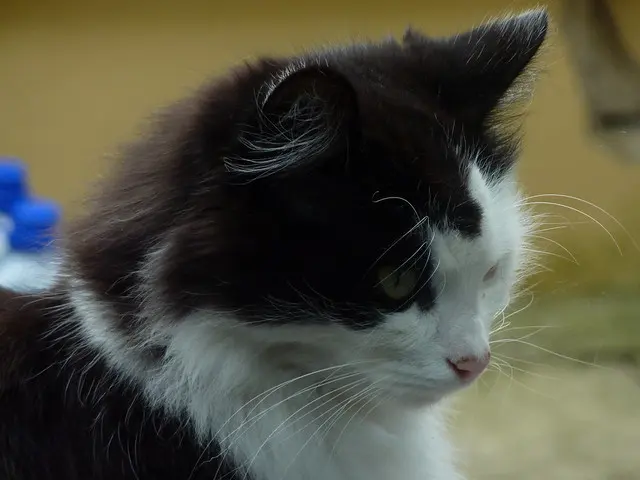 кошка