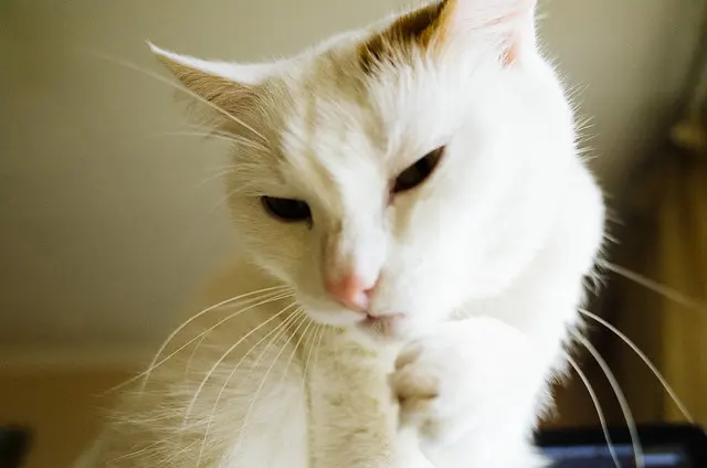 Кошка