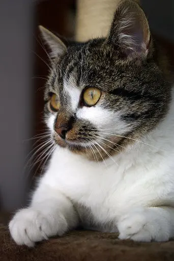 Кошка