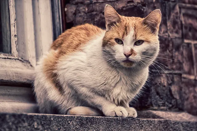 Бельгия Кошка