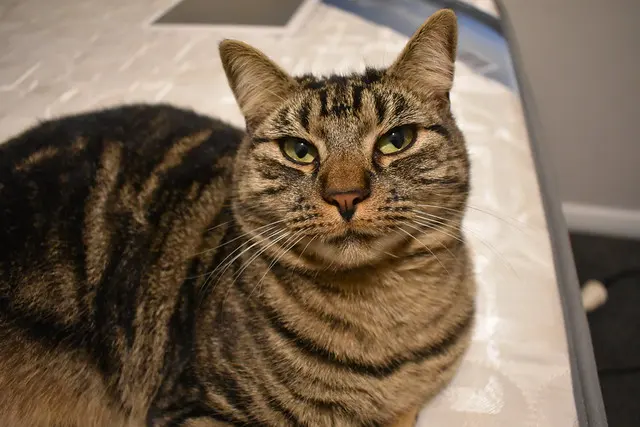 Кошка