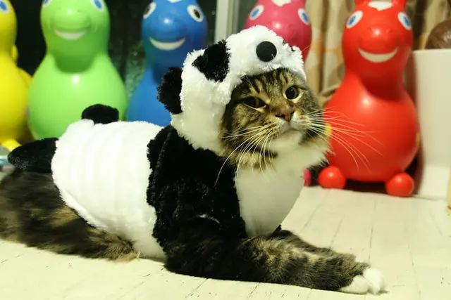 Кот панда