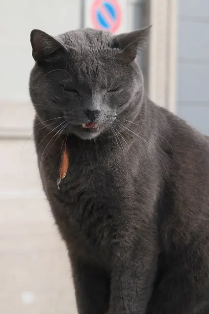 Кошки в Милане