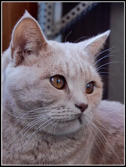 Домашняя кошка