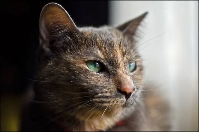 Кошка