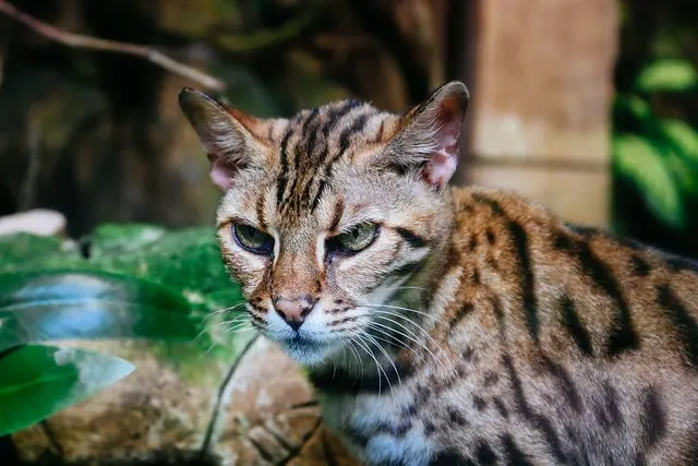 Кошка должна быть приручена