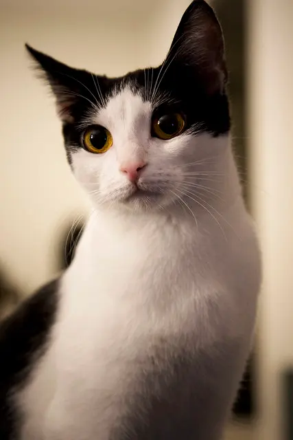 Кошка