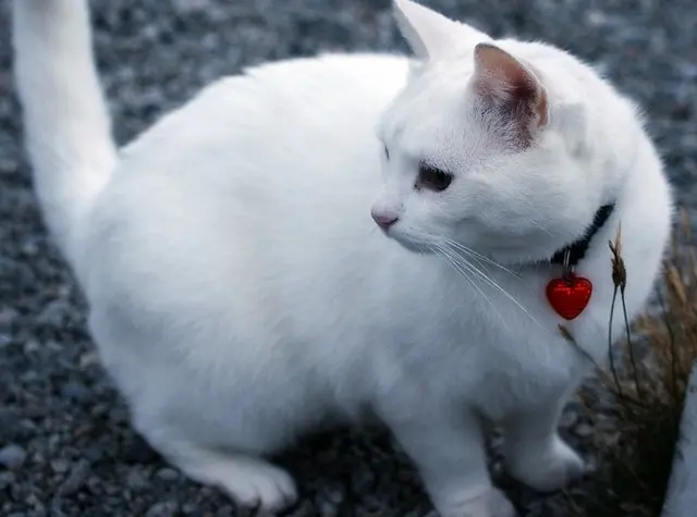 кошка