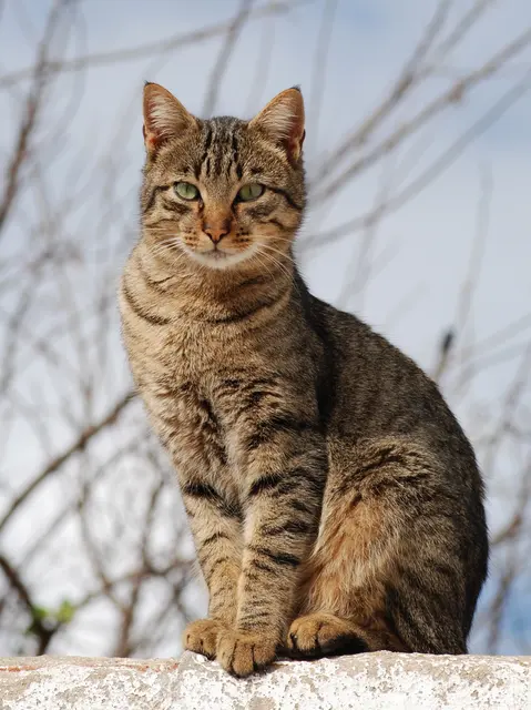 Кошка Ноябрь 2010-1a