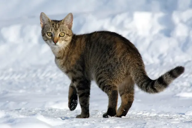 Felis catus — кот на снегу
