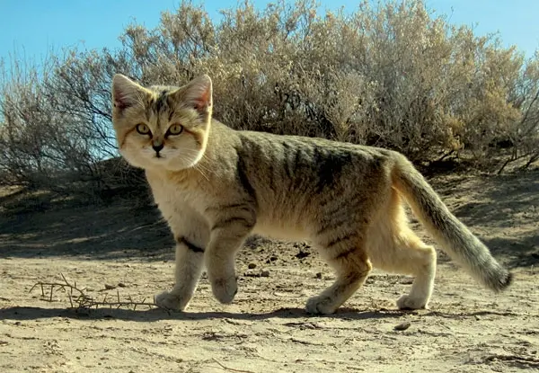 Персидский песок CAT