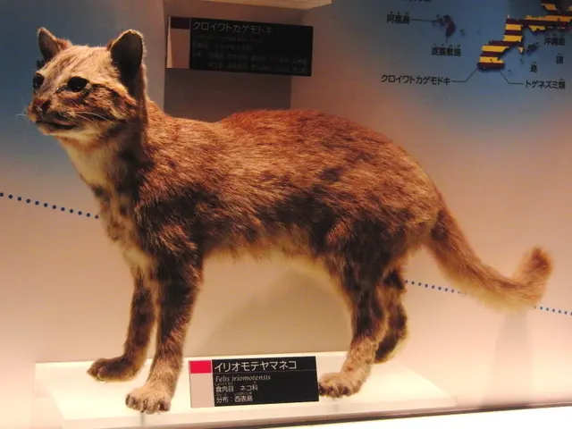 Кошка Iriomote в начинке