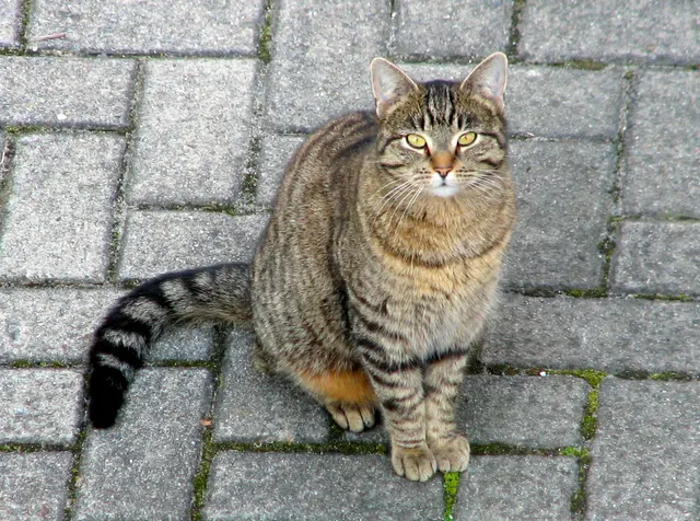 Домашняя кошка