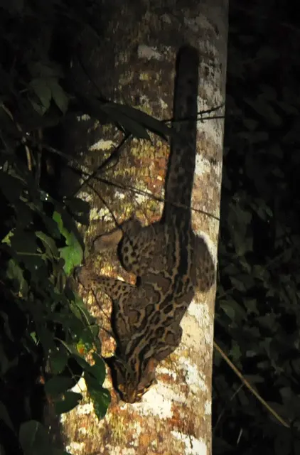 Оригинальное название: Marbled Cat Borneo.jpg