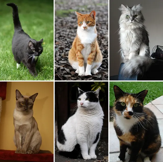 Оригинальное название: Six Cats-02.jpg