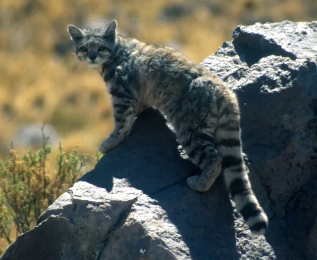 Оригинальное название: Andean cat 1 Jim Sanderson.jpg