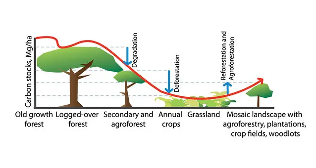 CIFOR — лес — ландшафт — переход — кривая