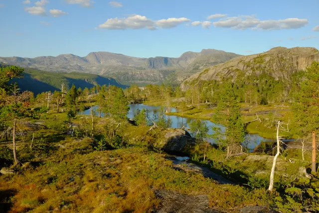 Лесной пейзаж на Johanandersoknubben к югу от Storskogvatnet