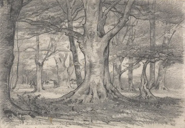 Лесной ландшафт возле Болдревуда QS:P1476,en: A Forest Landscape near Boldrewood ' label QS:Len' A Forest Landscape near Boldrewood